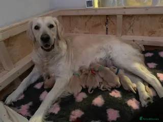 Golden Retriever dogs Golden retriever puppies due mid Jan - Advert 9