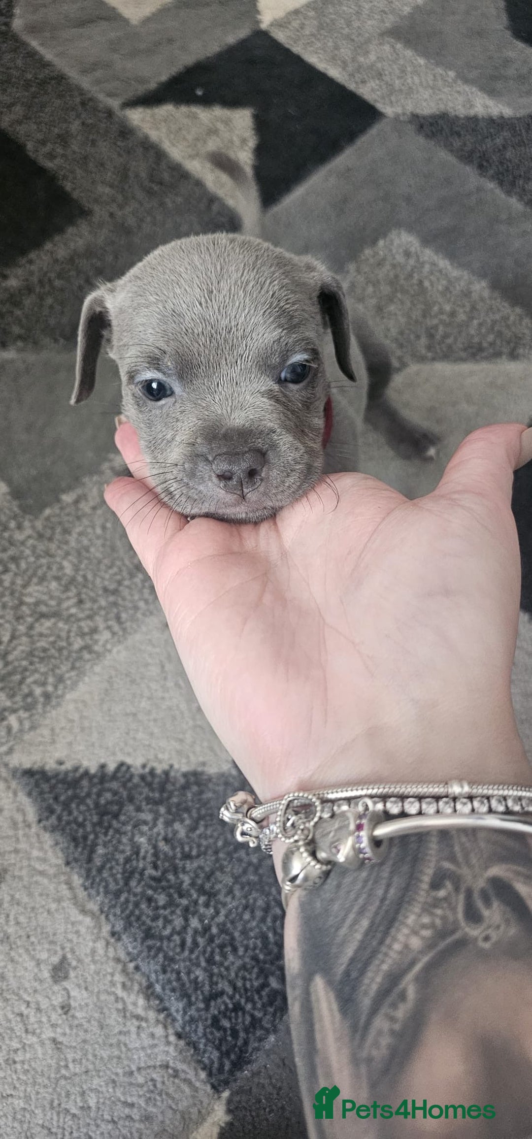 Staffordshire Bull Terrier dogs for sale: Staffordshire Bull Terrier Puppies for Sale - Image 13