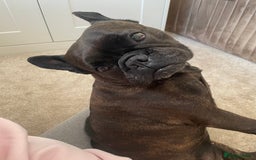 French Bulldog dogs for sale: French Bulldog - 7 years old  - Image 4