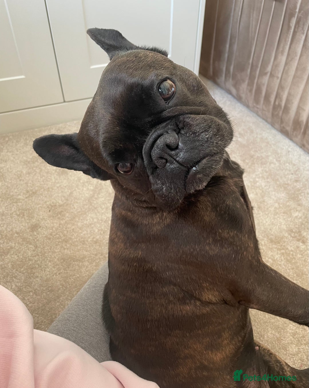 French Bulldog dogs for sale: French Bulldog - 7 years old  - Image 4