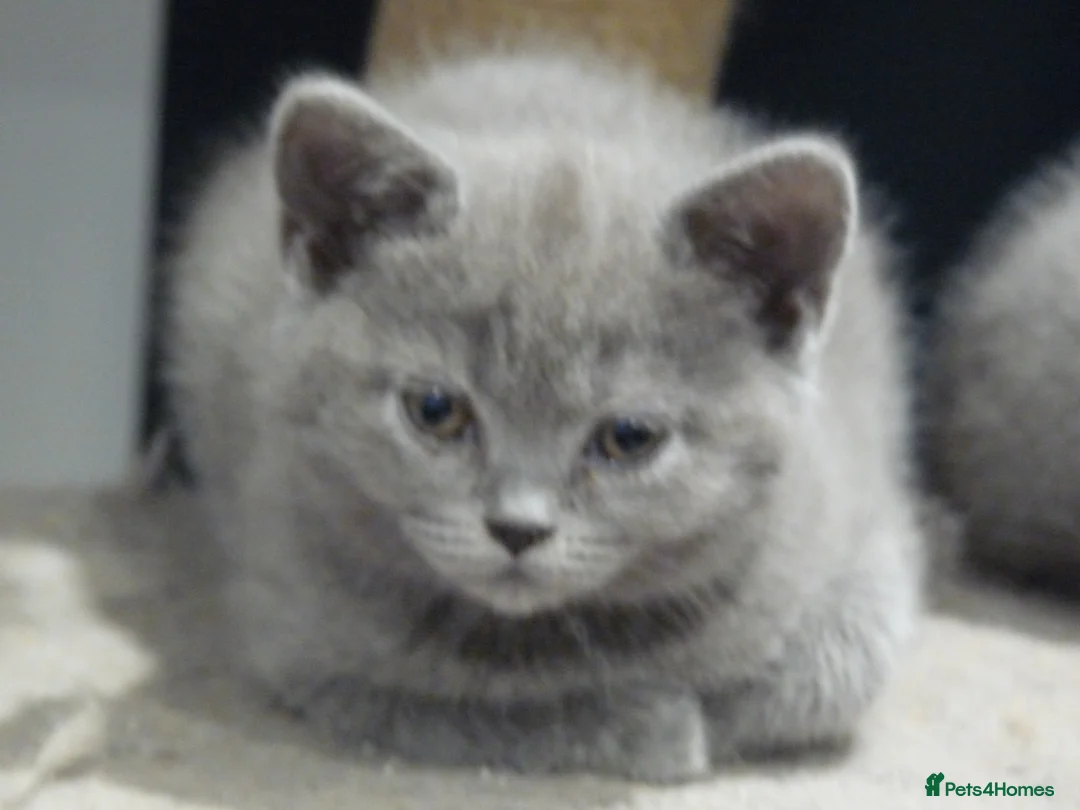 British Shorthair cats for sale: four beautiful british shorthair kittens for sale - Advert 3