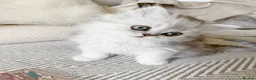 British Shorthair cats for sale: Last boy!! British longhair 🩶Ready to go 19/06 - Advert 14