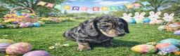 Mixed Breed dogs for sale: Absolutely Stunning Dapple Dachsador Girl - Advert 4