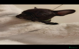 French Bulldog dogs for sale: French puppies  - Advert 15