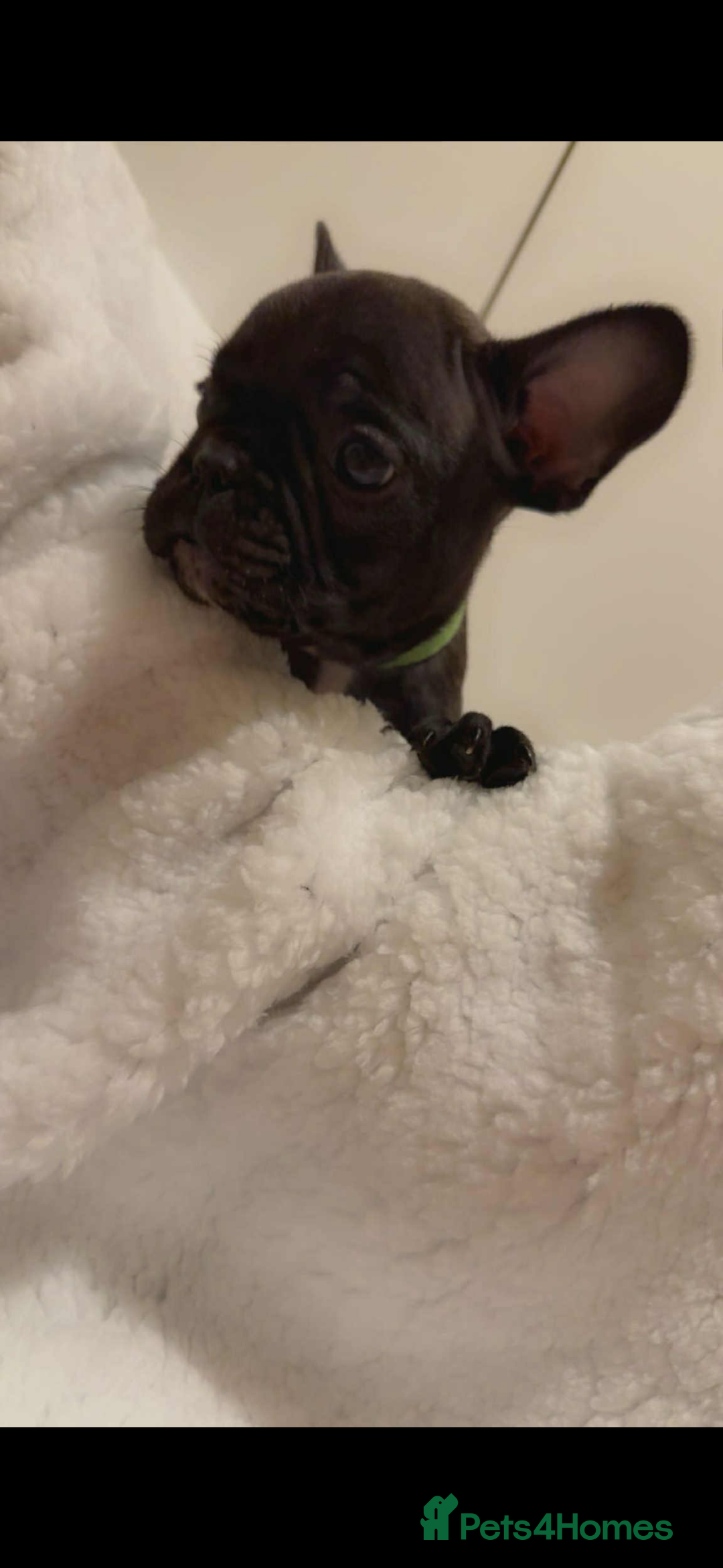 French Bulldog dogs for sale: French puppies  - Advert 15