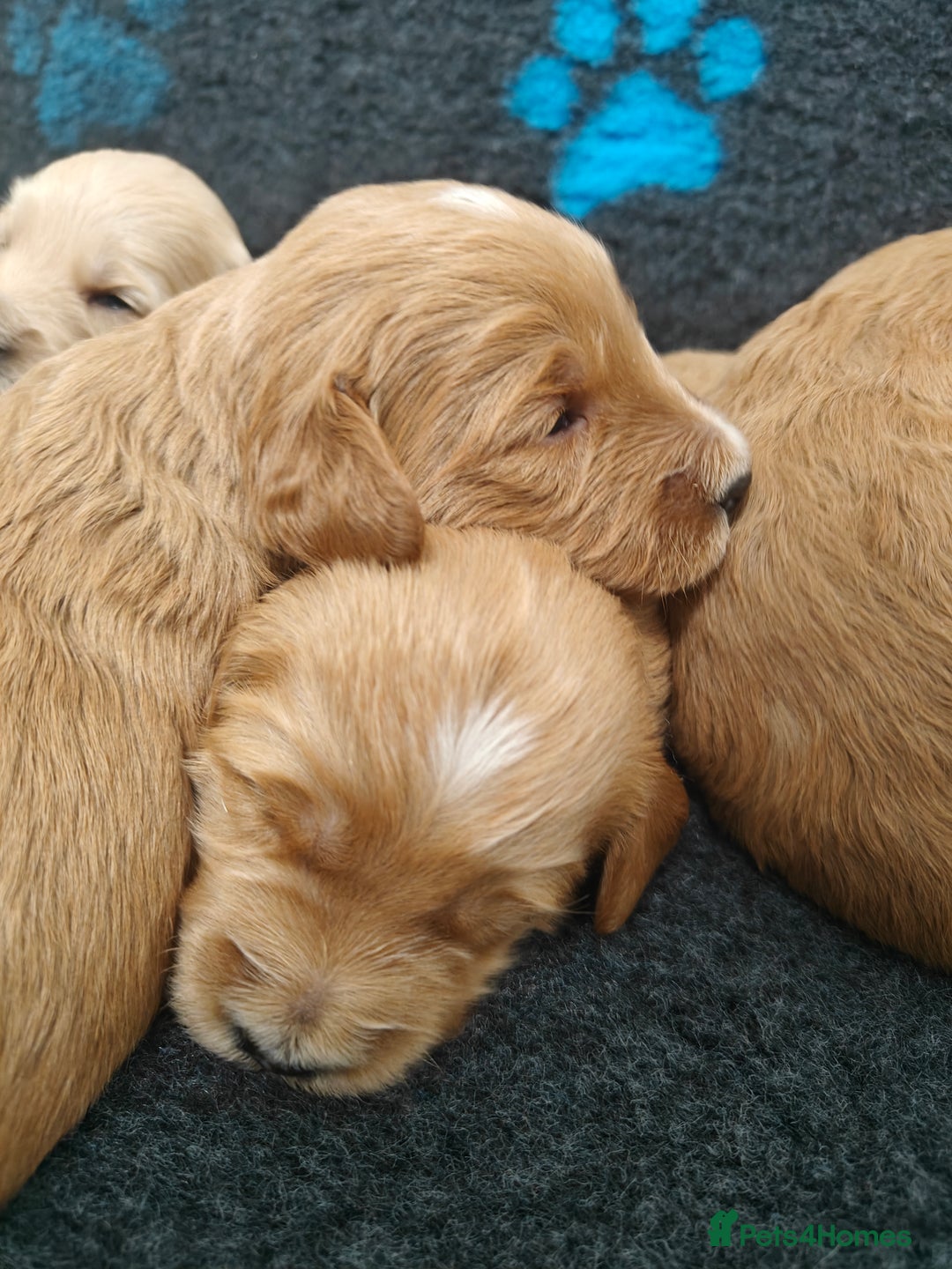 Mini Goldendoodle dogs for sale: Adorable Red & Apricot Goldendoodle Puppys - Image 8