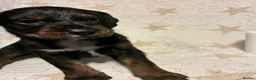 Mixed Breed dogs for sale: Staffypoo’s - Advert 8