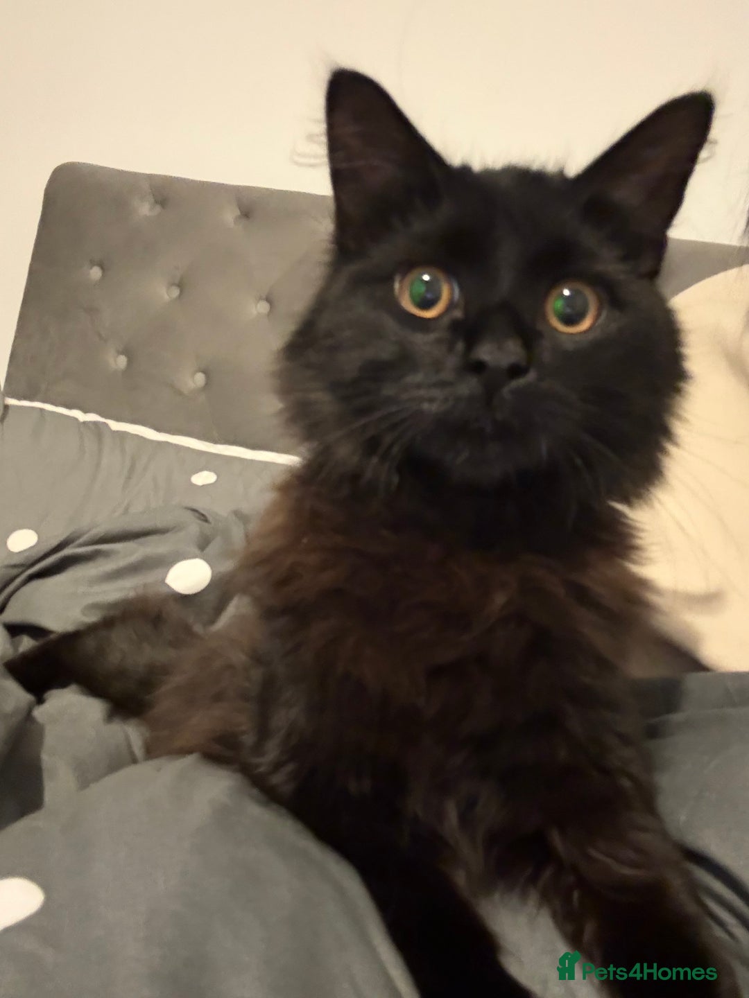 Mixed Breed cats for sale: Salem and oreo - Advert 4