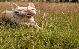 French Bulldog dogs for stud: Lilac platinum french bulldog stud in Portsmouth - Image 18