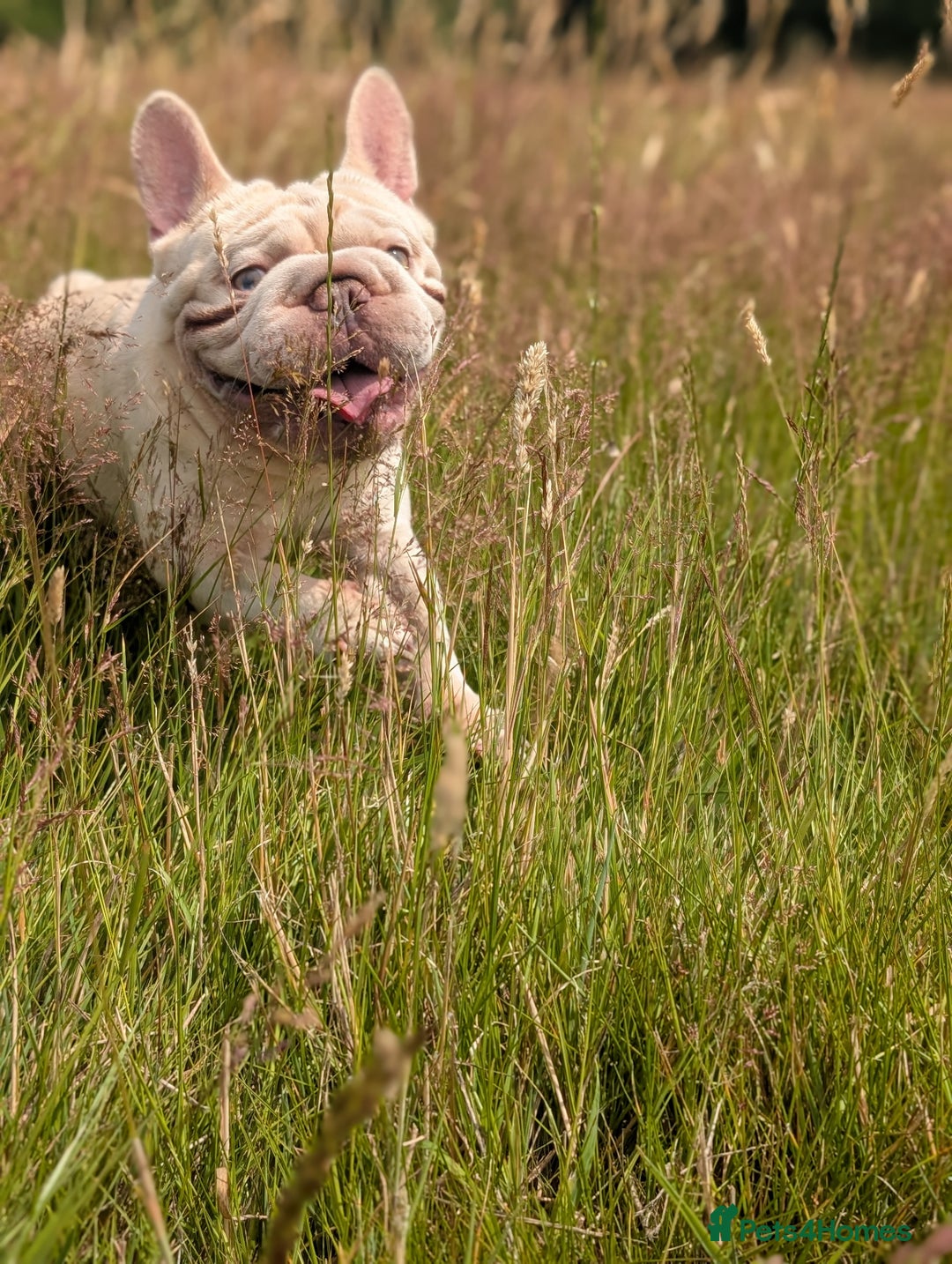 French Bulldog dogs for stud: Lilac platinum french bulldog stud in Portsmouth - Image 18