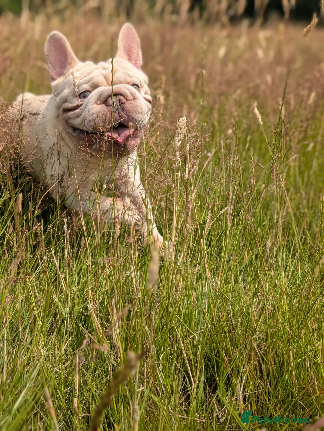 French Bulldog dogs for stud: Lilac platinum french bulldog stud in Portsmouth - Advert 19