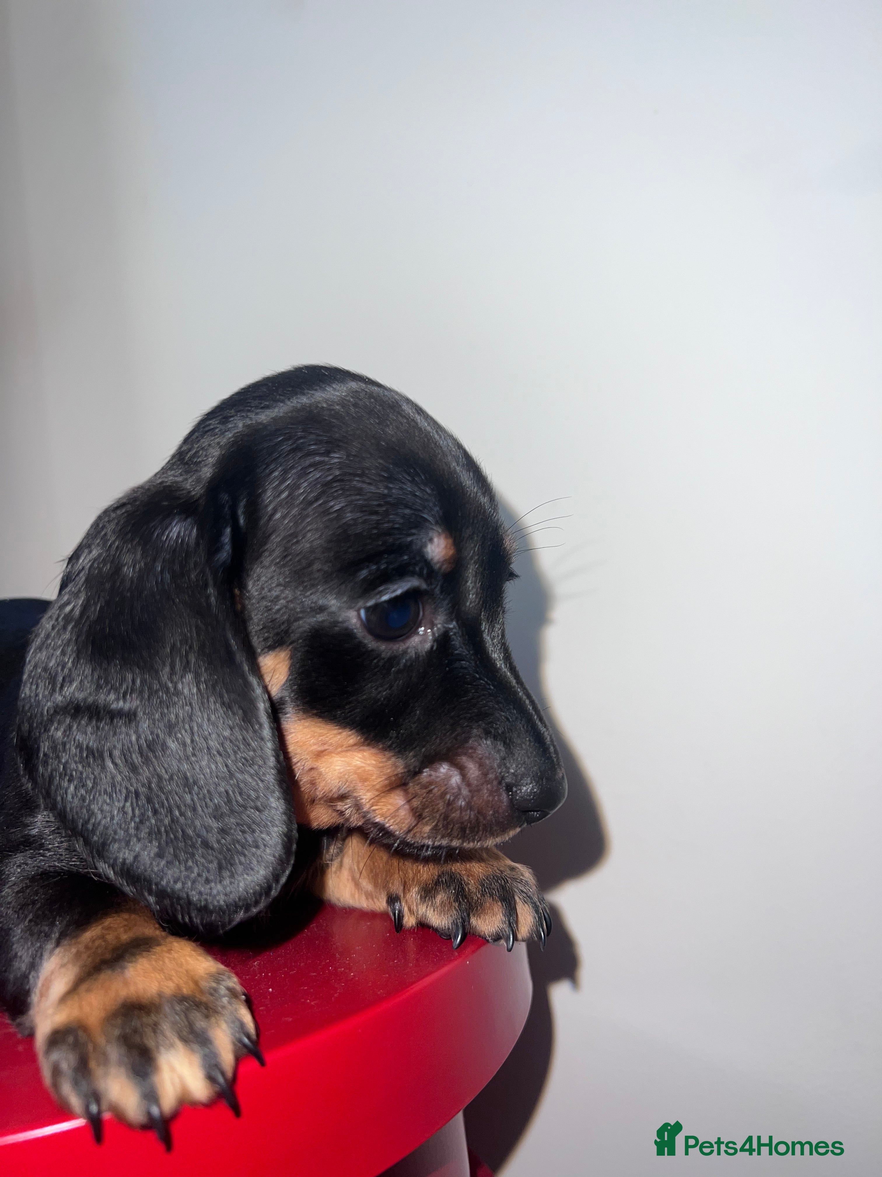Miniature Dachshund dogs LAST LITTLE MINI!!  - Advert 3