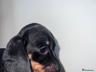 Miniature Dachshund dogs LAST LITTLE MINI!! - Advert 3