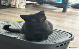 British Shorthair cats for sale: Reduced affectionate Solid Black British shorthair - Image 9