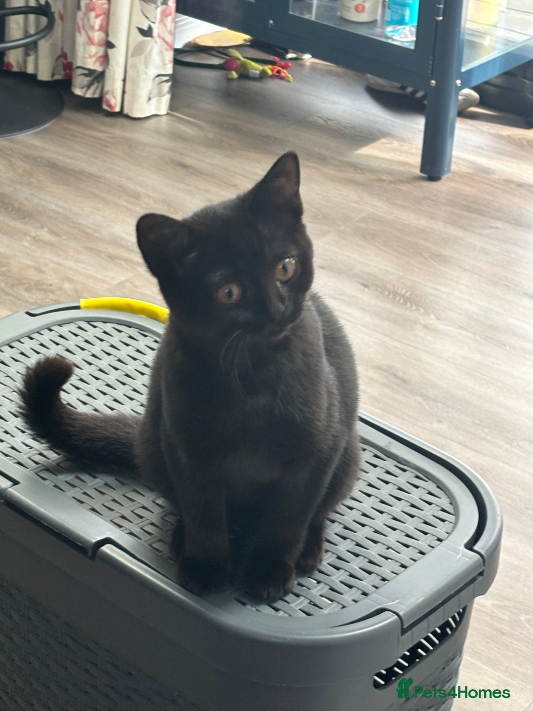 British Shorthair cats for sale: Reduced affectionate Solid Black British shorthair - Image 9