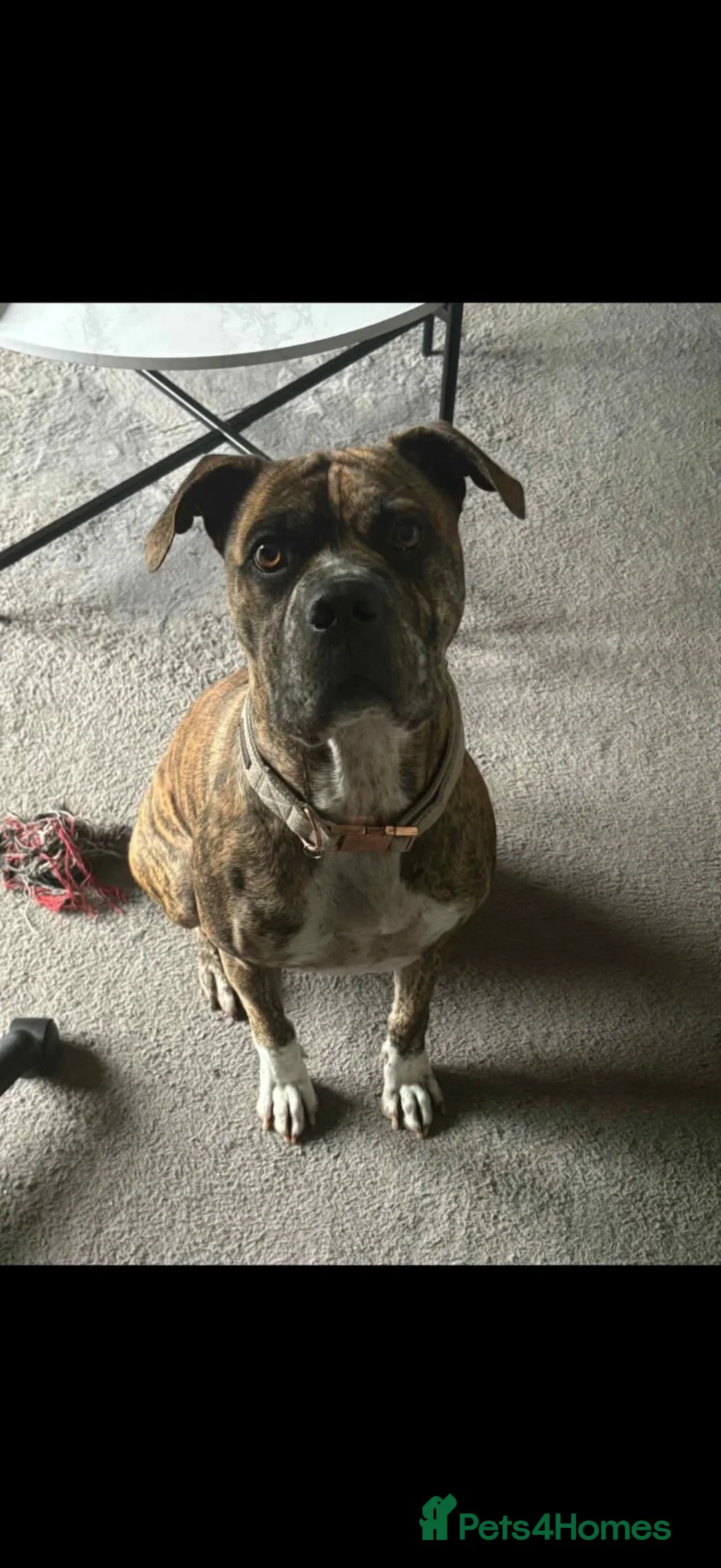 Mixed Breed dogs for sale: 4 year old cane corso cross boxer.  - Advert 1