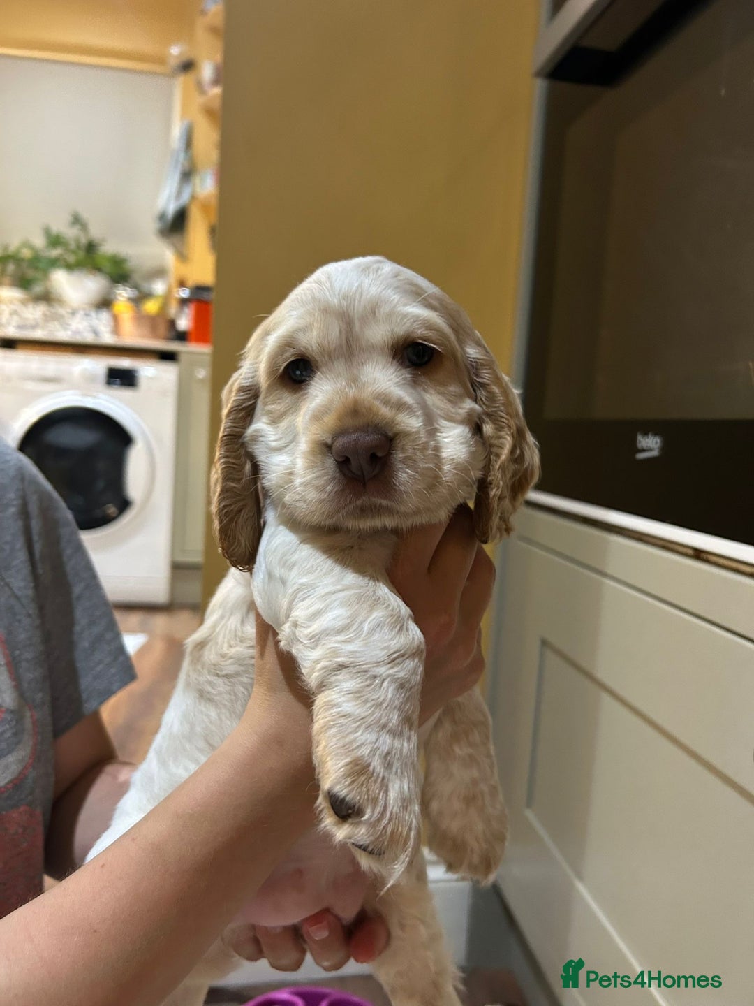 Cocker Spaniel dogs for sale: Beautiful Show Cocker Spaniels - Image 4
