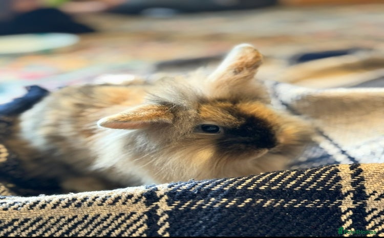 Mini Lion Lop rabbits - Advert 1