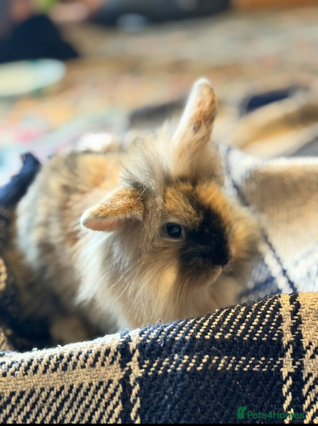 Mini Lion Lop rabbits for sale: Lion lop bunnies - Image 4