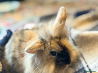 Mini Lion Lop rabbits - Advert 3