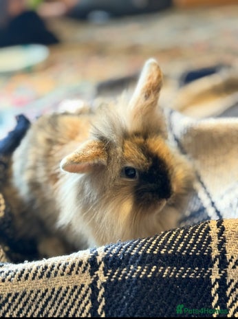 Mini Lion Lop rabbits - Advert 1