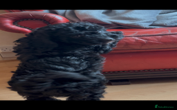 Poochon dogs for sale: 1 poochon girl available ready to leave  - Image 17