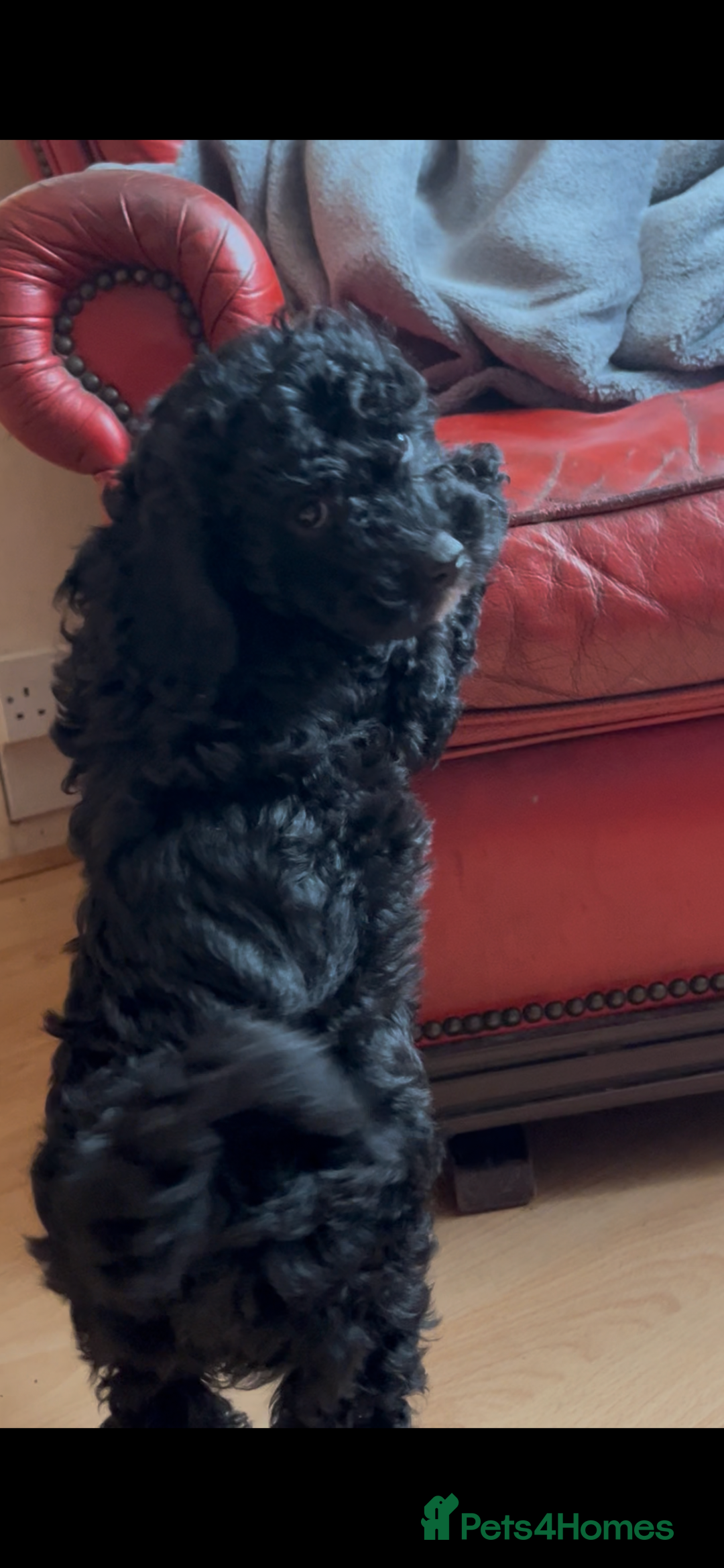 Poochon dogs for sale: 1 poochon girl available ready to leave  - Image 17