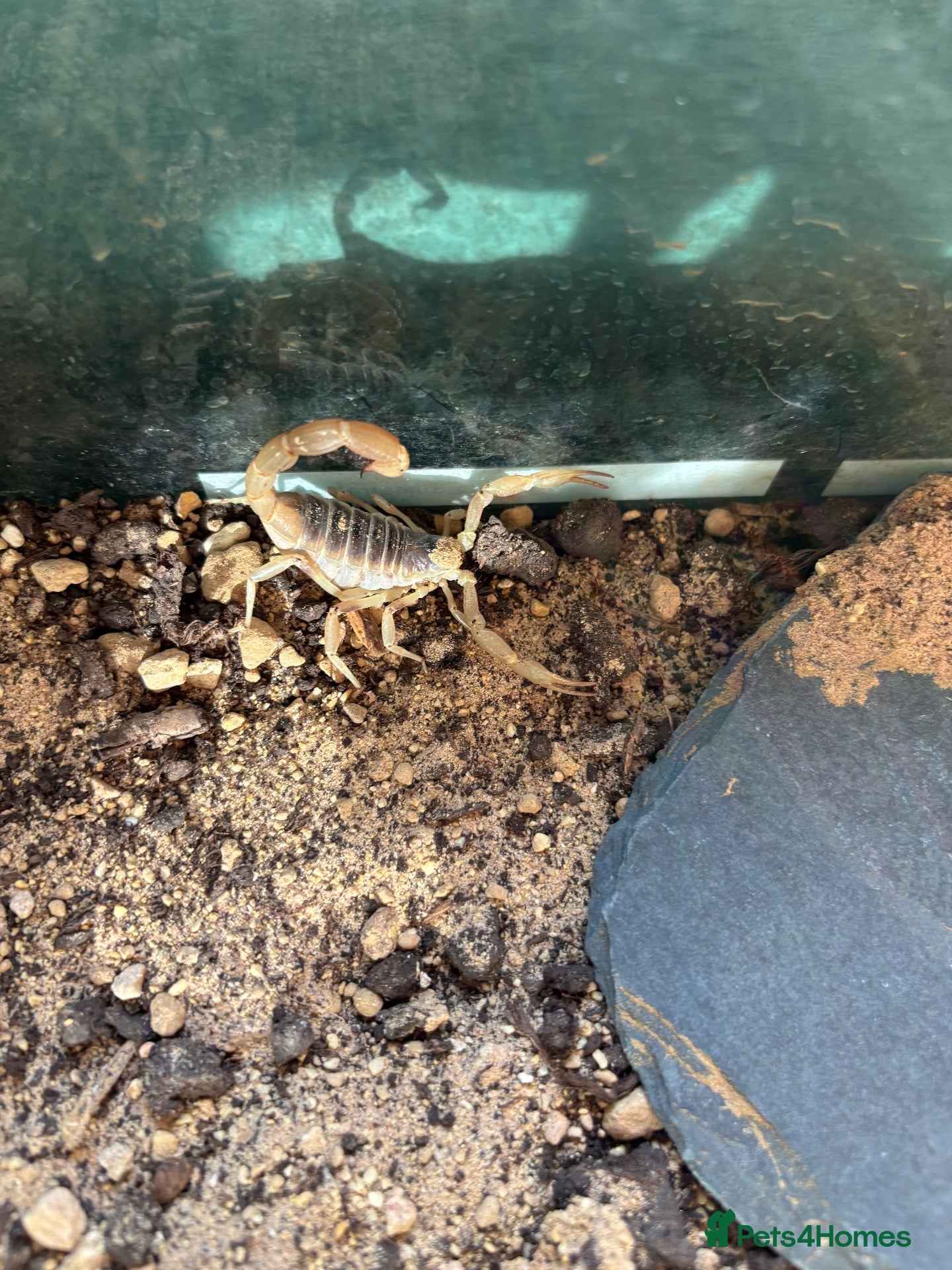 Mixed Breed reptiles Snakes spiders scorpions  - Advert 4