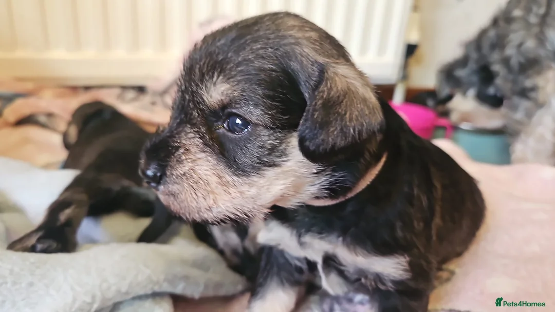 Miniature Schnauzer dogs for sale: Miniature Schnauzer Pups - Advert 6