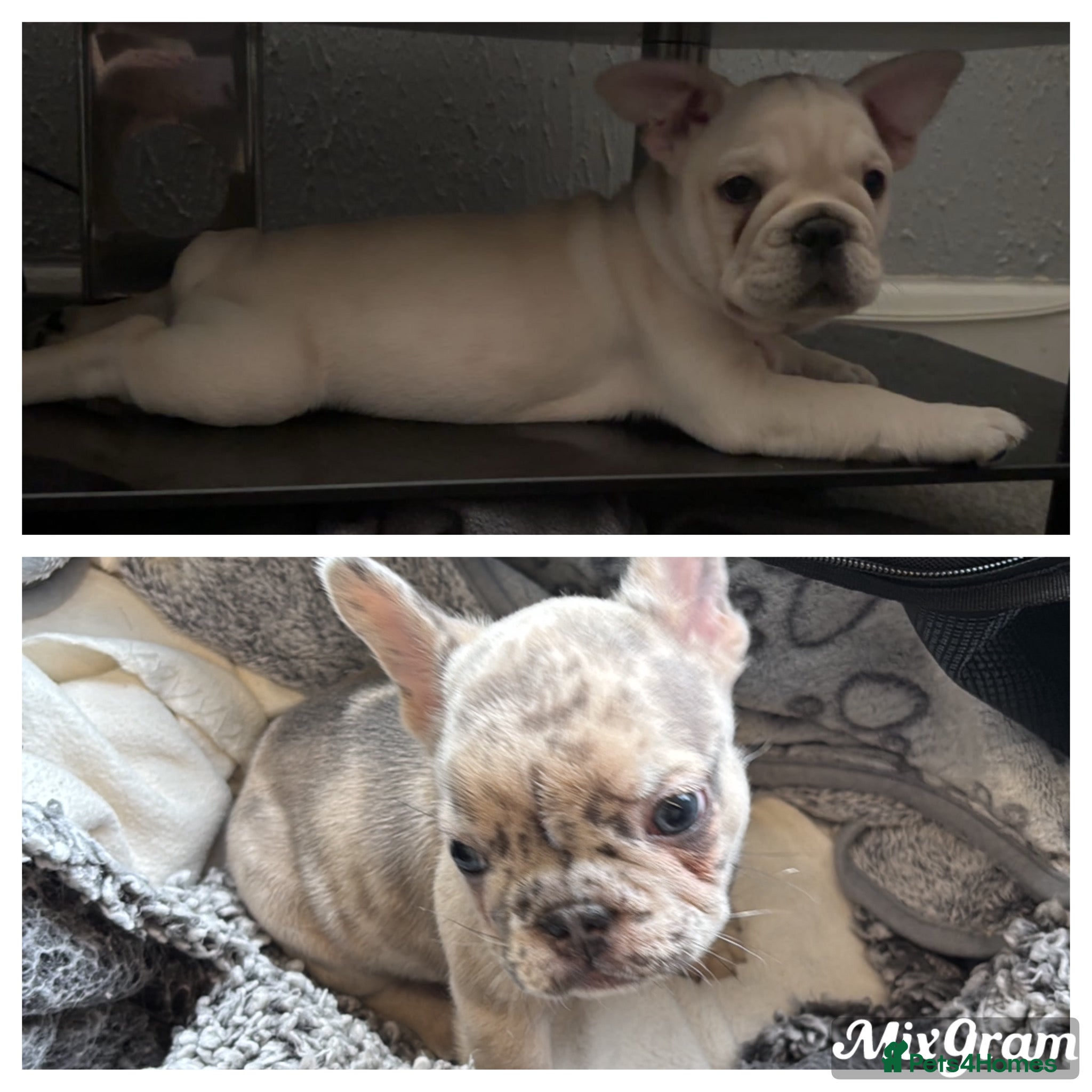 French Bulldog dogs Reduced! Last2 left frenchie pups🐶❤️ - Advert 17