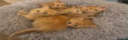 Mixed Breed cats for sale: Ginger Kittens  - Advert 1