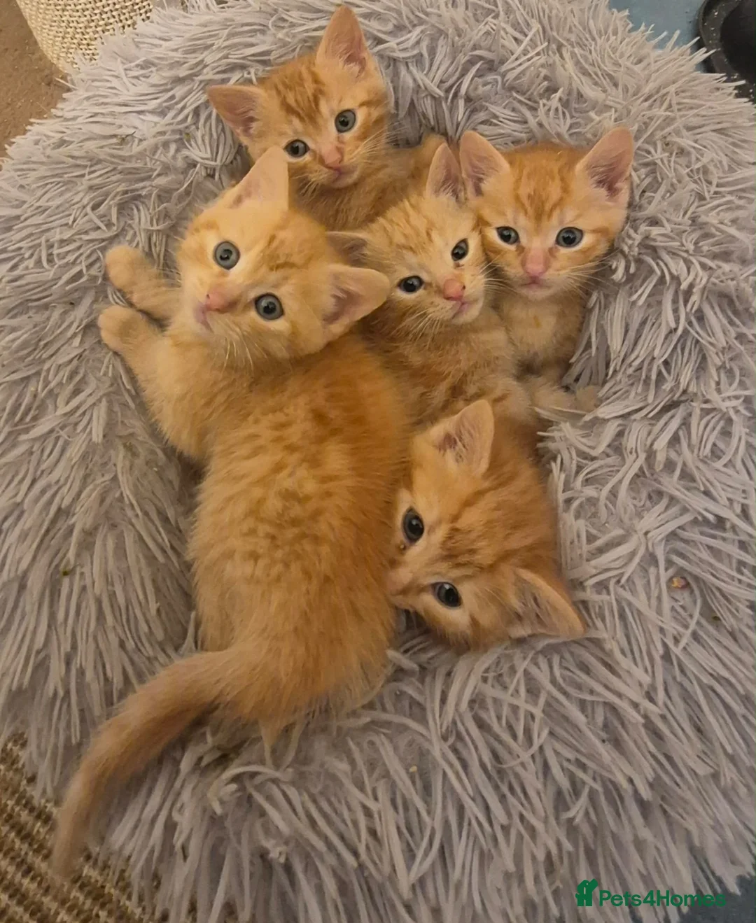 Mixed Breed cats for sale: Ginger Kittens  - Advert 1