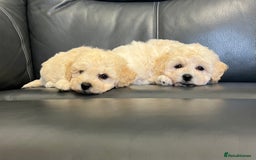 Poochon dogs for sale: F1 female Poochon puppy  - Image 6