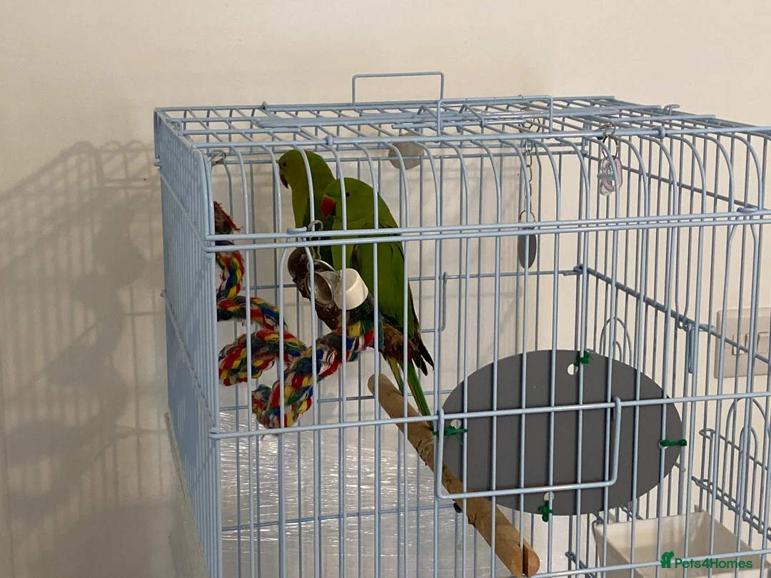 Ringnecks birds for sale: 2 Indian ringnecks  in Kidderminster - Advert 2