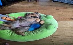 Pomeranian dogs for sale: 13 weeks female pomeranian  - Image 1