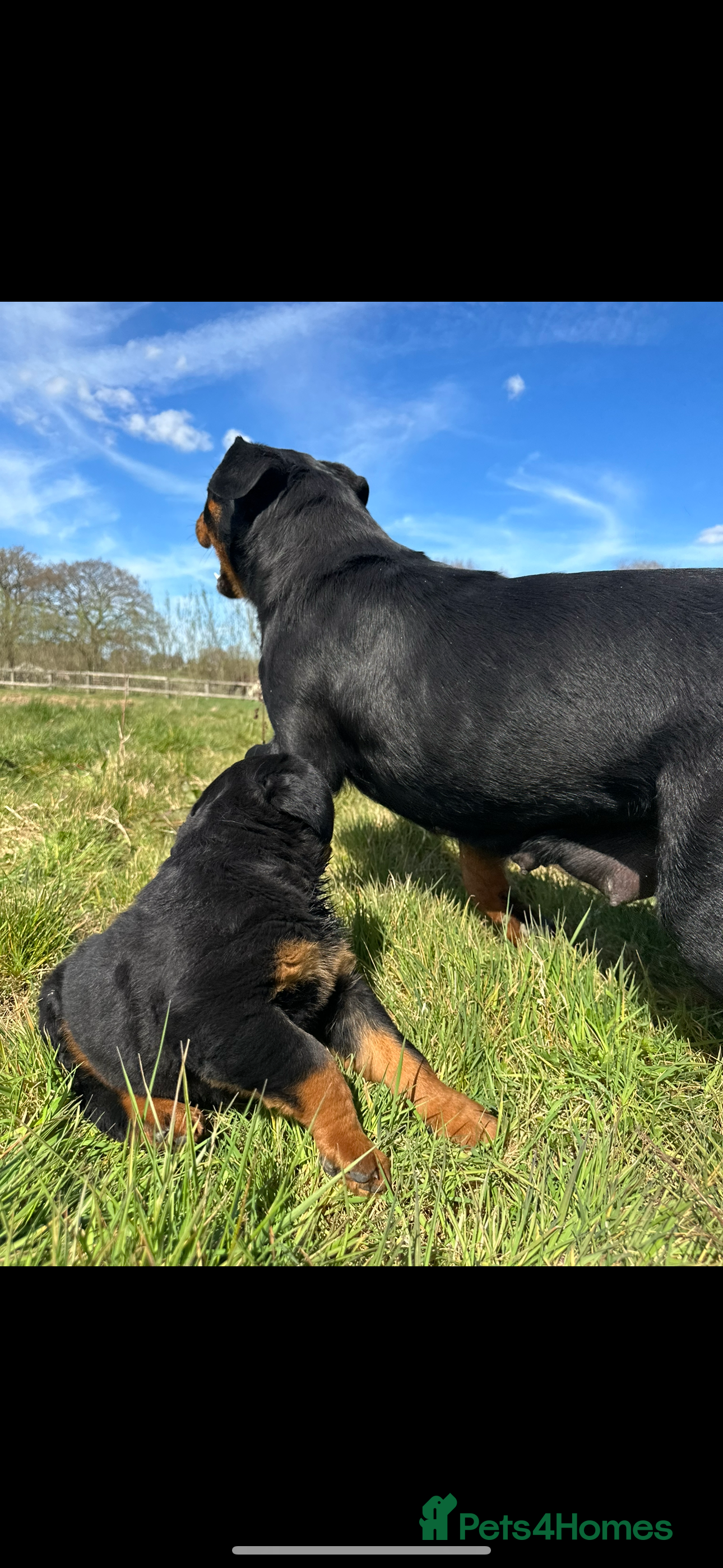 Rottweiler dogs Stunning German Rottweiler puppies - Advert 2