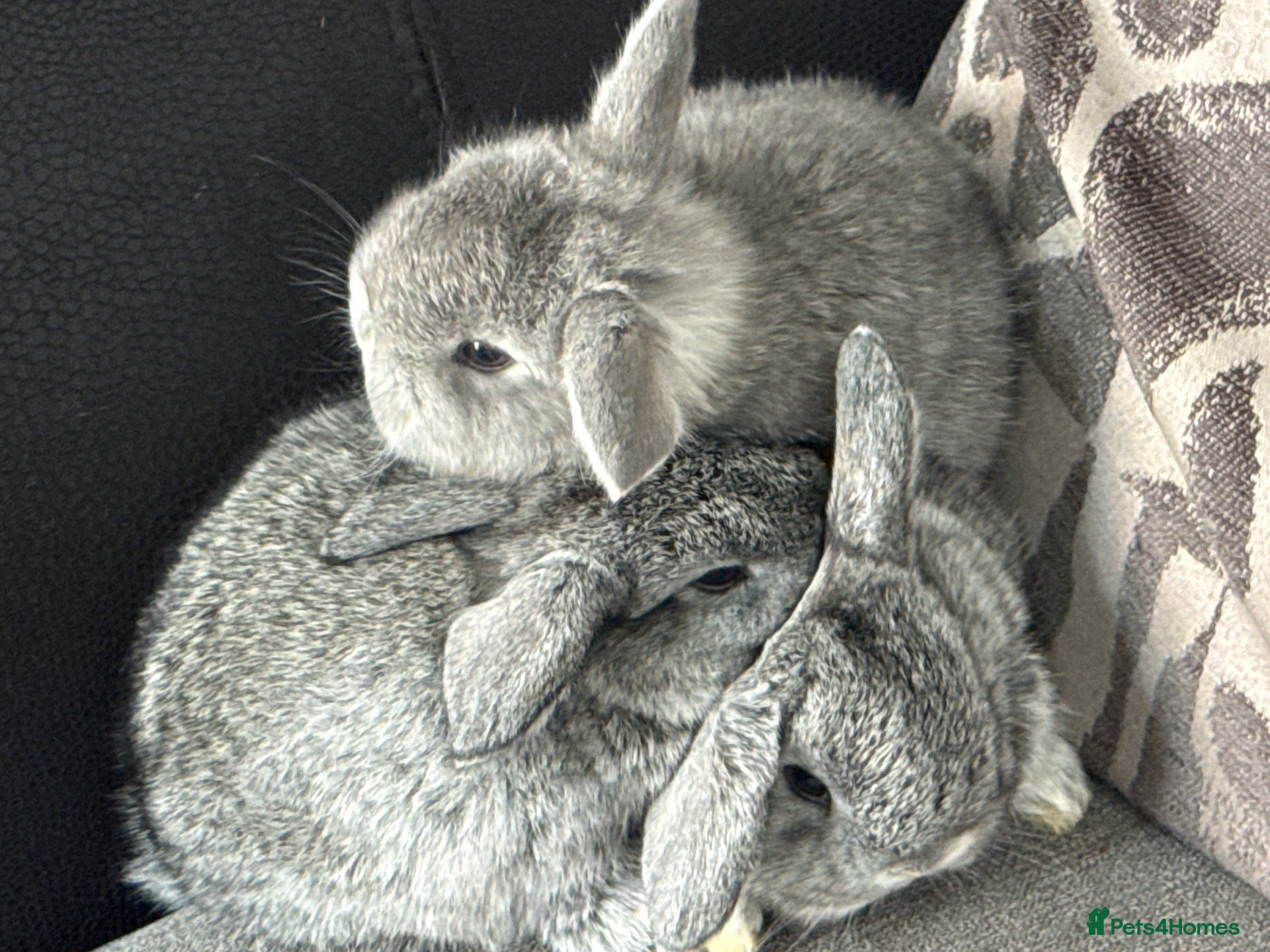 Mini Lop rabbits Beautiful mini lops 💕💙🐰 - Advert 2