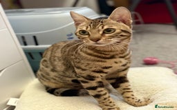 Bengal cats for sale: Beautiful bengal kitten - Image 2