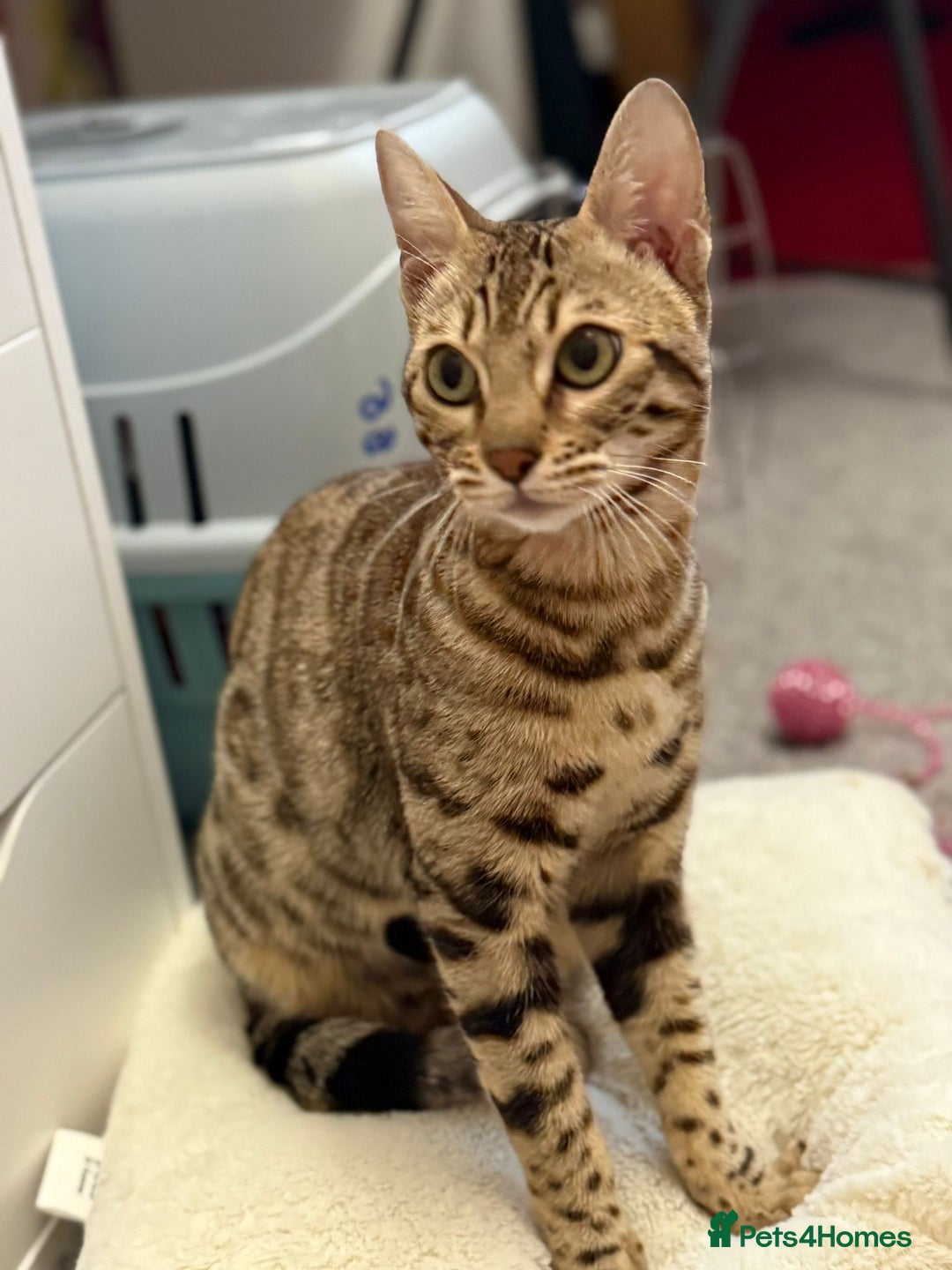 Bengal cats for sale: Beautiful bengal kitten - Image 2