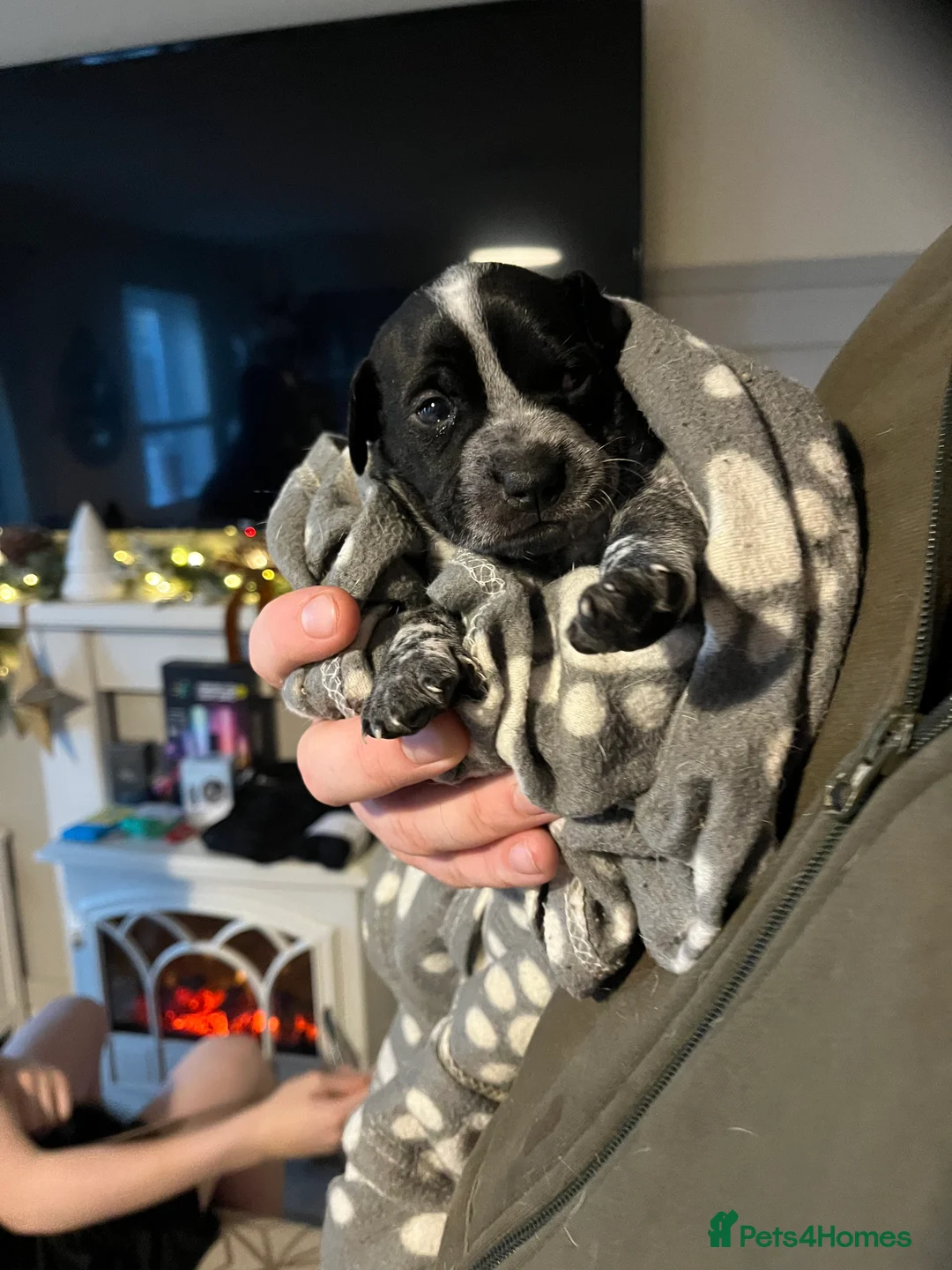 Mixed Breed dogs for sale: Mixed standard bull Mastiff x staff - Advert 1