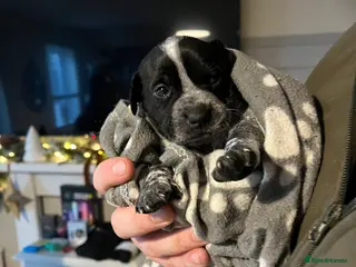 Mixed Breed dogs Mixed standard bully x staff - Advert 1