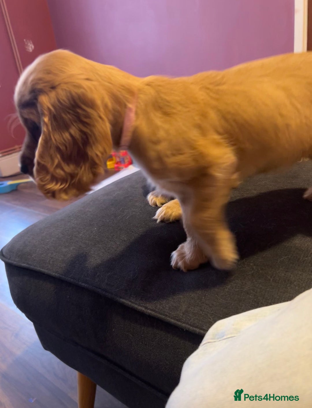 Cocker Spaniel dogs for sale: English Cocker Spaniels  - Advert 18