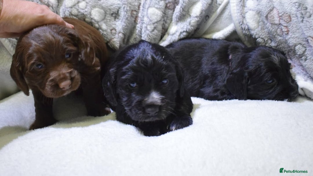 Cocker Spaniel dogs for sale: last puppy (girl) of the Working Cocker Spaniel - Advert 24