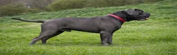 Cane Corso dogs for sale: Cane Corso Puppies – Ready to Reserve  in Loughton - Advert 3