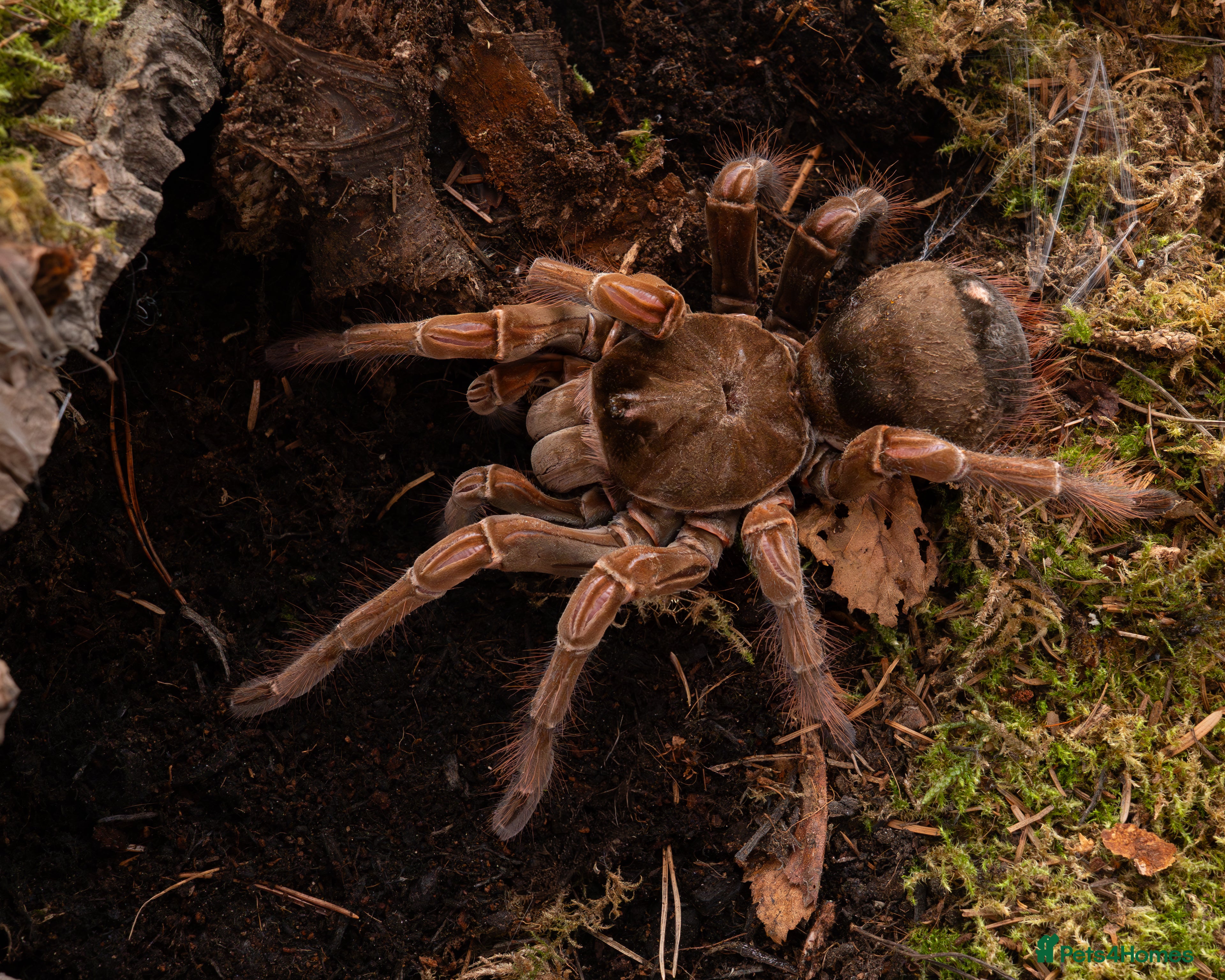 Tarantulas invertebrates tarantula collection for sale - Advert 13