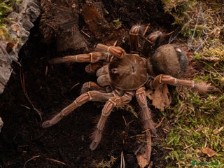 Tarantulas invertebrates tarantula collection for sale - Advert 13