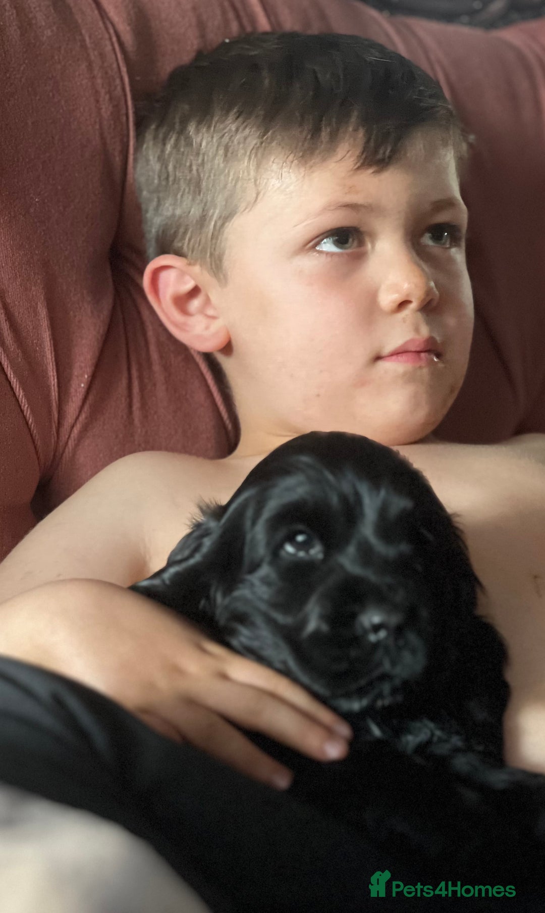 Cocker Spaniel dogs for sale: Super healthy KC Show Type from small litter - Advert 10