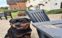 Rottweiler dogs for sale: 1 year old Rottweiler female  - Image 4