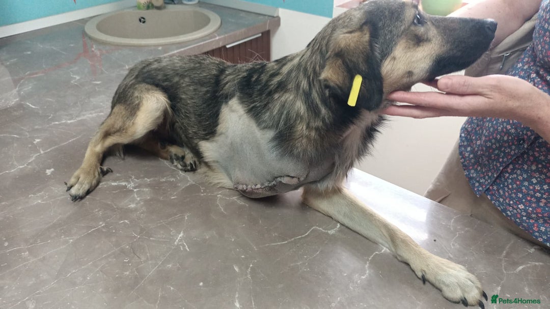 Mixed Breed dogs for adoption: HONEY !  a Lovely 3 LEGGED Boy - for a Loving Home - Image 5