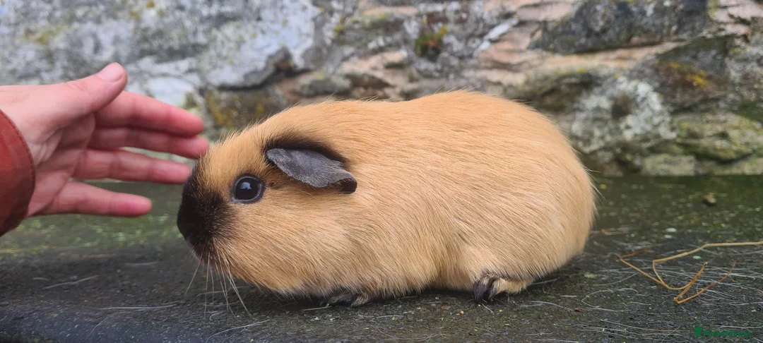 Guinea Pig rodents for sale: Californian female guinea pig.  - Advert 2